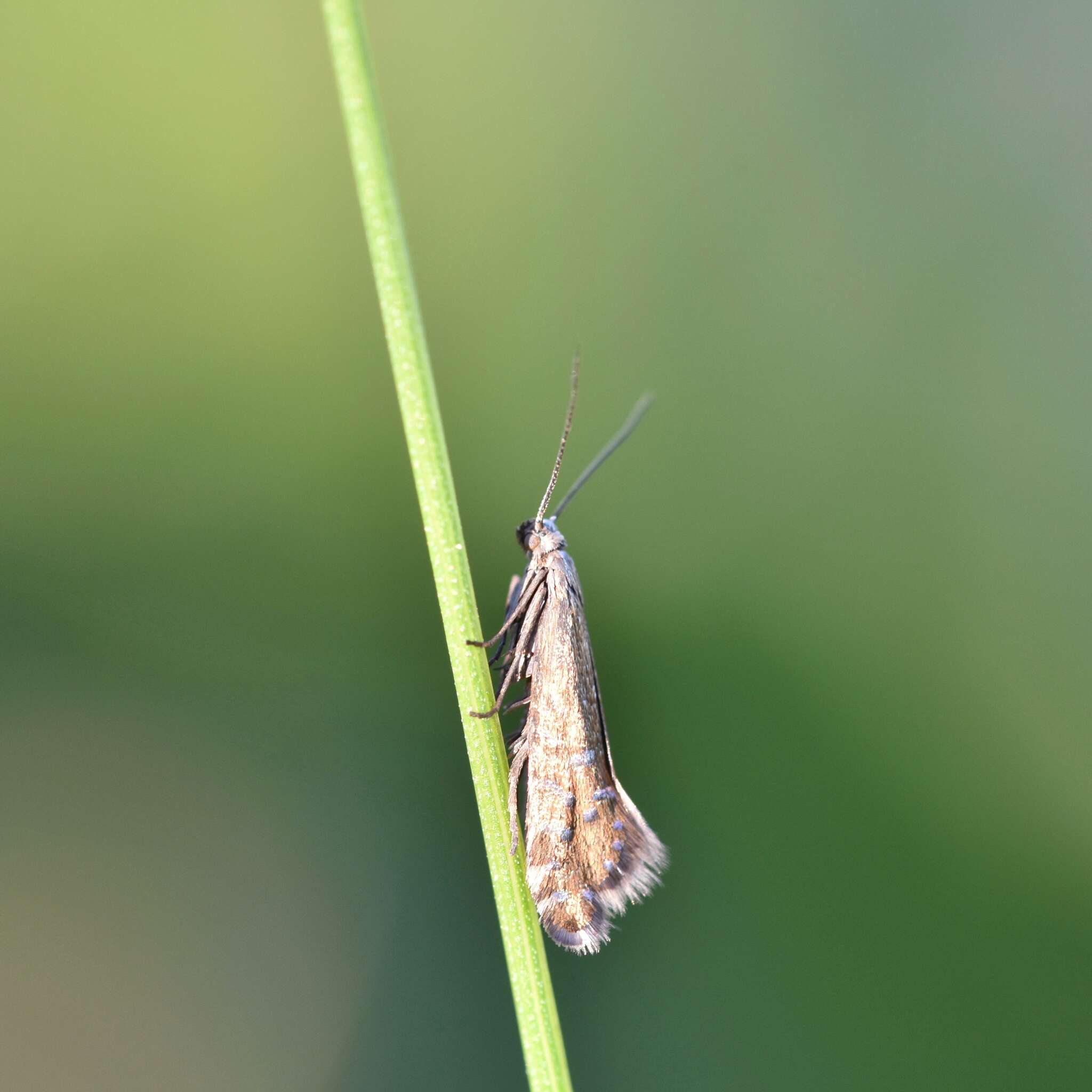 Слика од Glyphipterix thrasonella Scopoli 1763