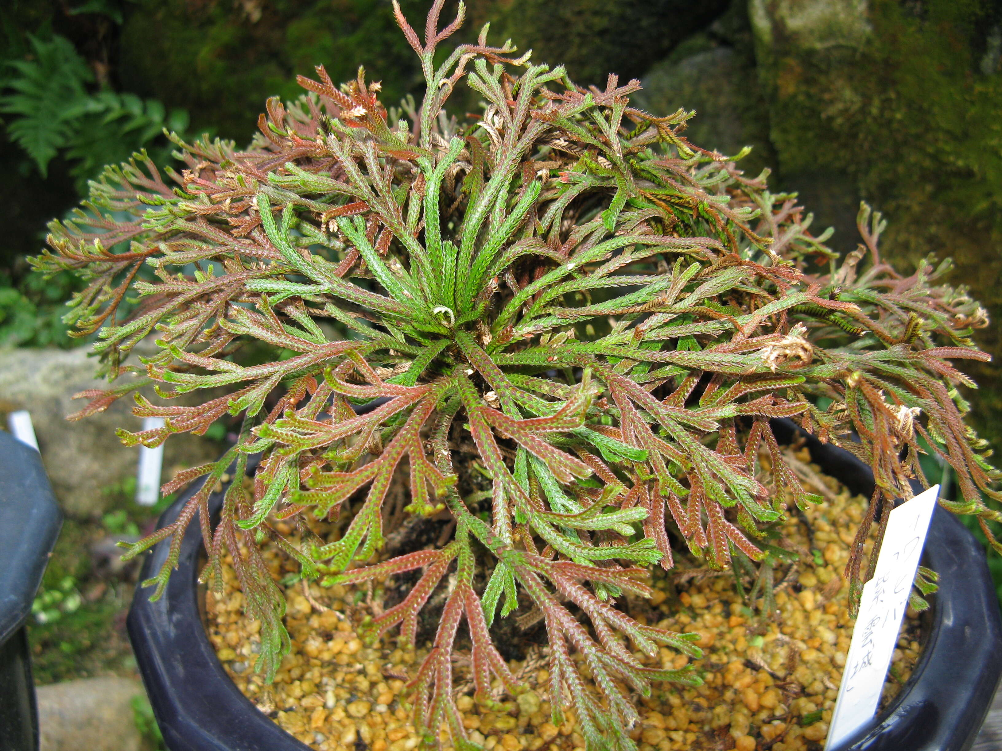 Selaginella tamariscina (Beauv.) Spring resmi