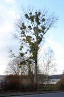 Image of Carolina poplar