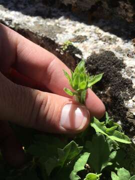 Lorandersonia peirsonii (D. D. Keck) Urbatsch, R. P. Roberts & Neubig resmi