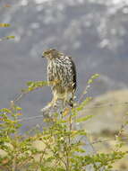 Image of Chilean Hawk