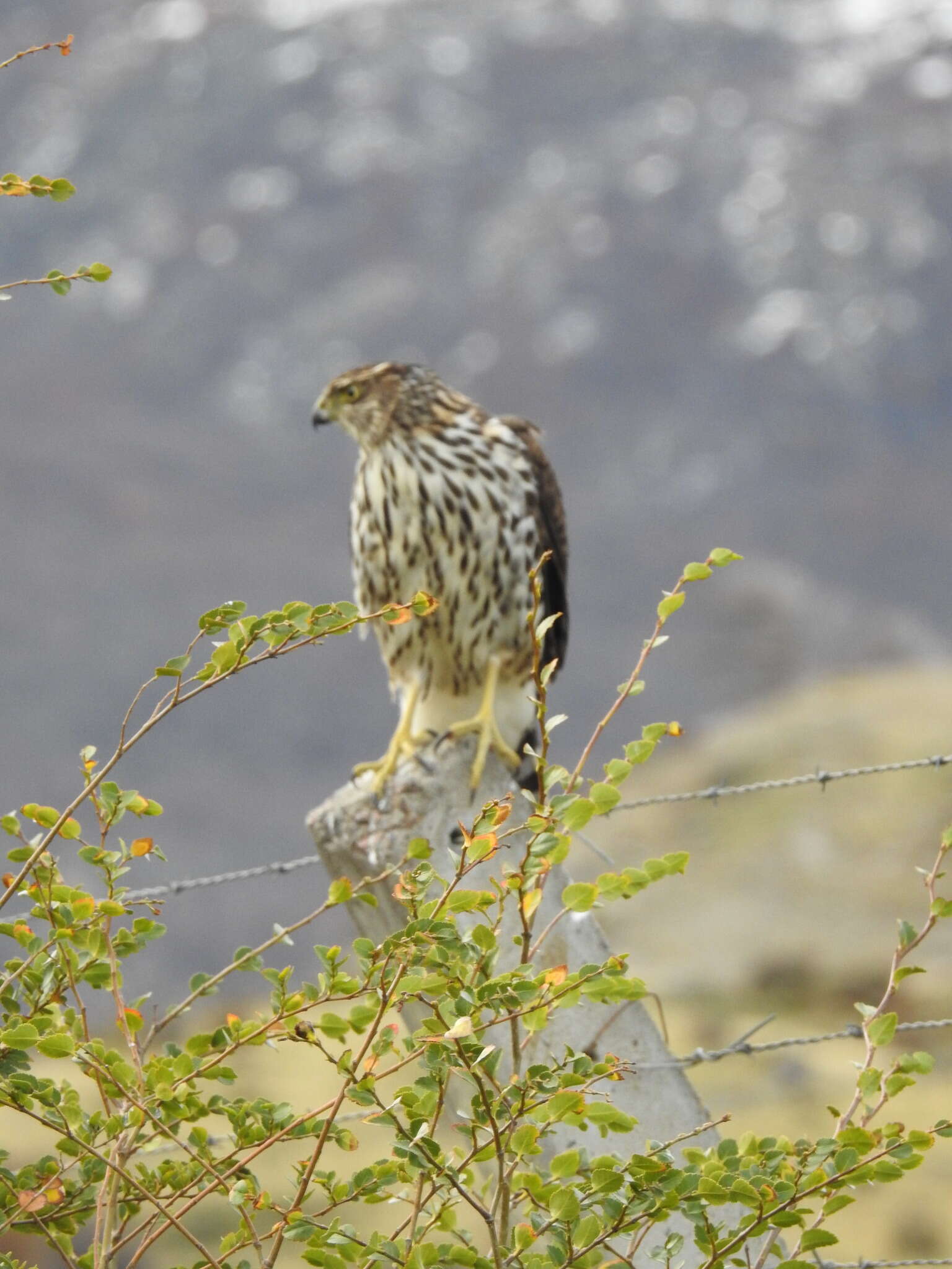 Image of Chilean Hawk