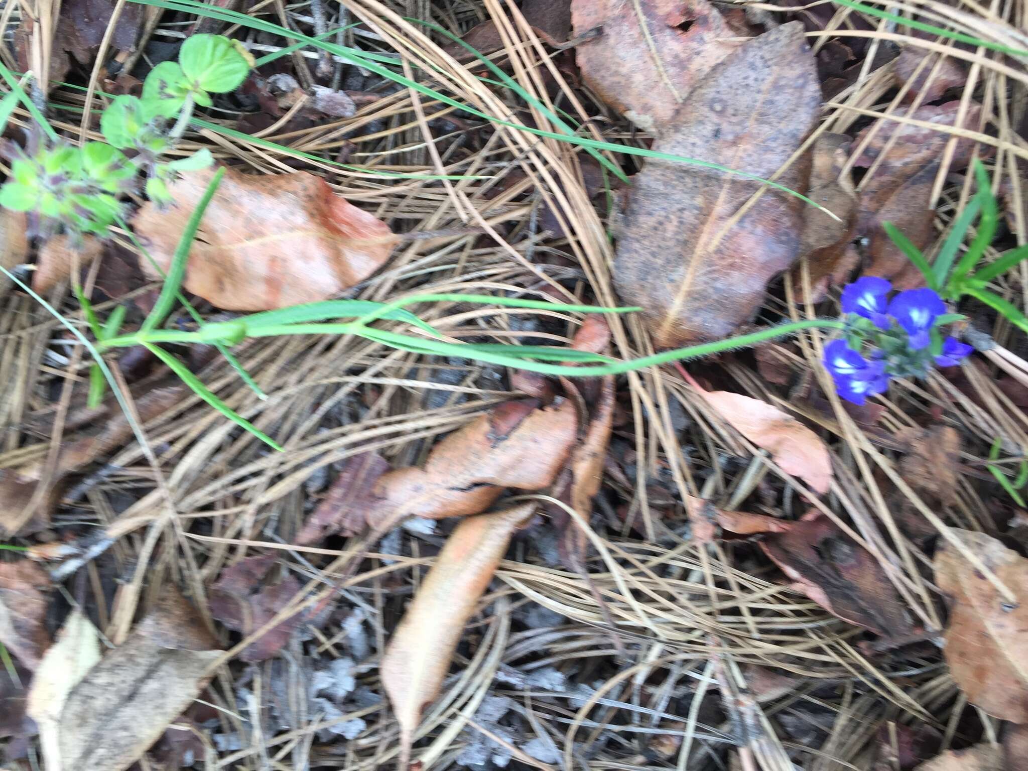 Imagem de Salvia unicostata Fernald