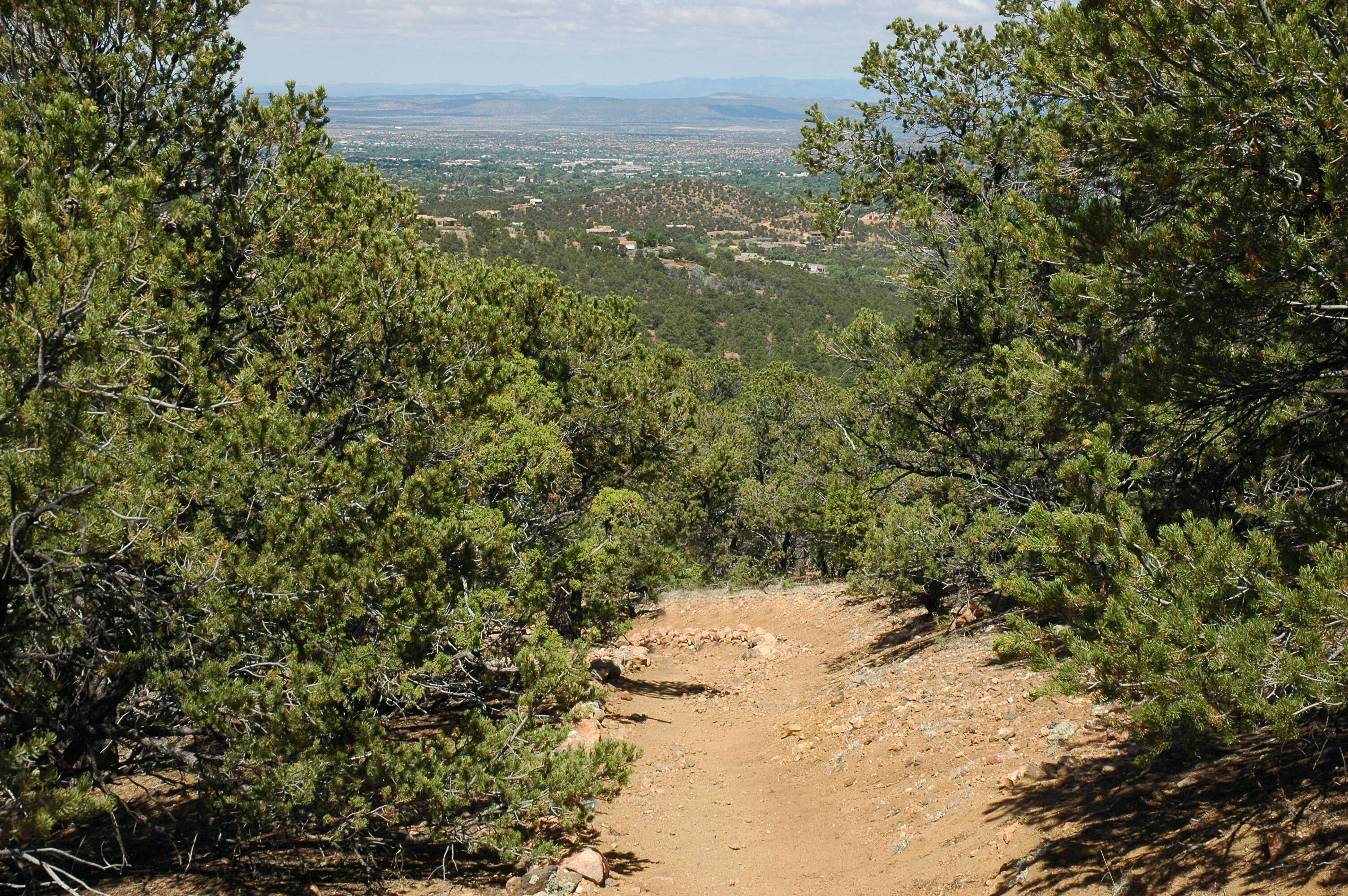 Image of Colorado Pinyon