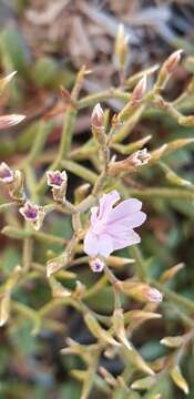 Image of Limonium pontium Pignatti