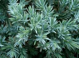 Слика од Juniperus squamata Buch.-Ham. ex D. Don