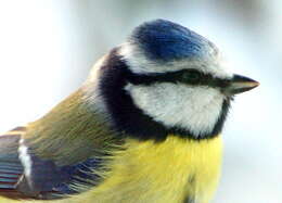 Image of Tit