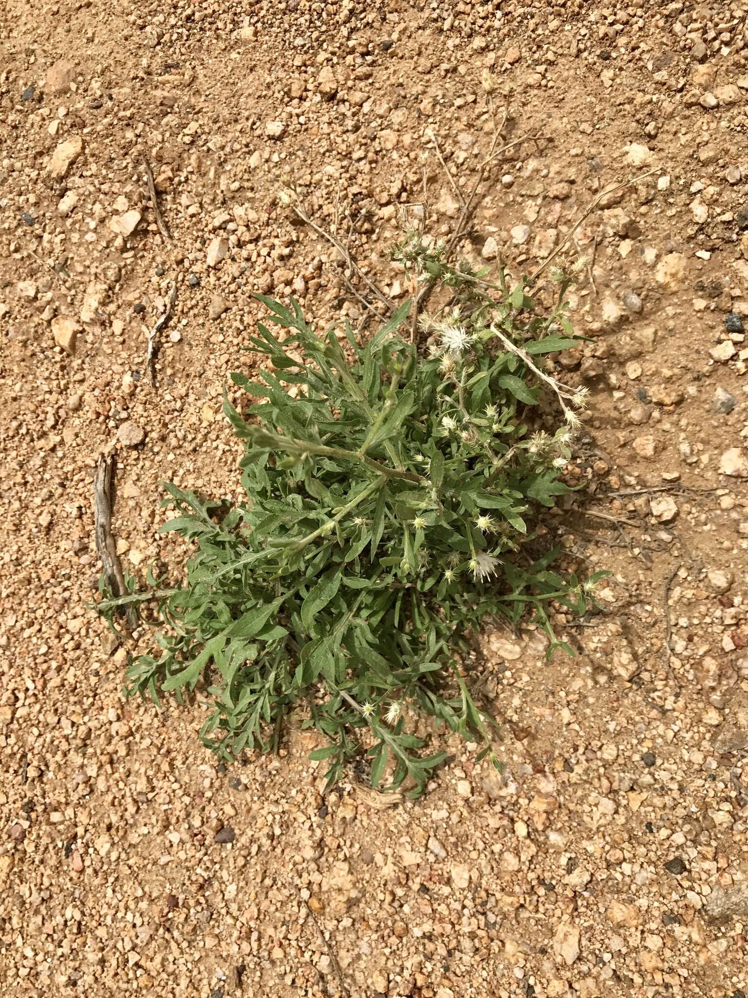 Image of diffuse knapweed