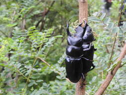 Image of Dorcus nepalensis (Hope 1831)