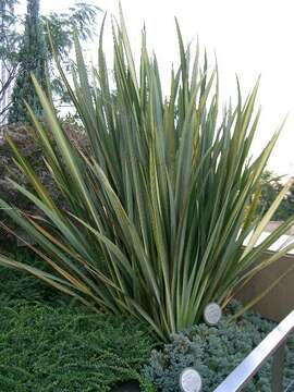 Image of New Zealand flax