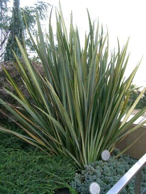 Image of New Zealand flax