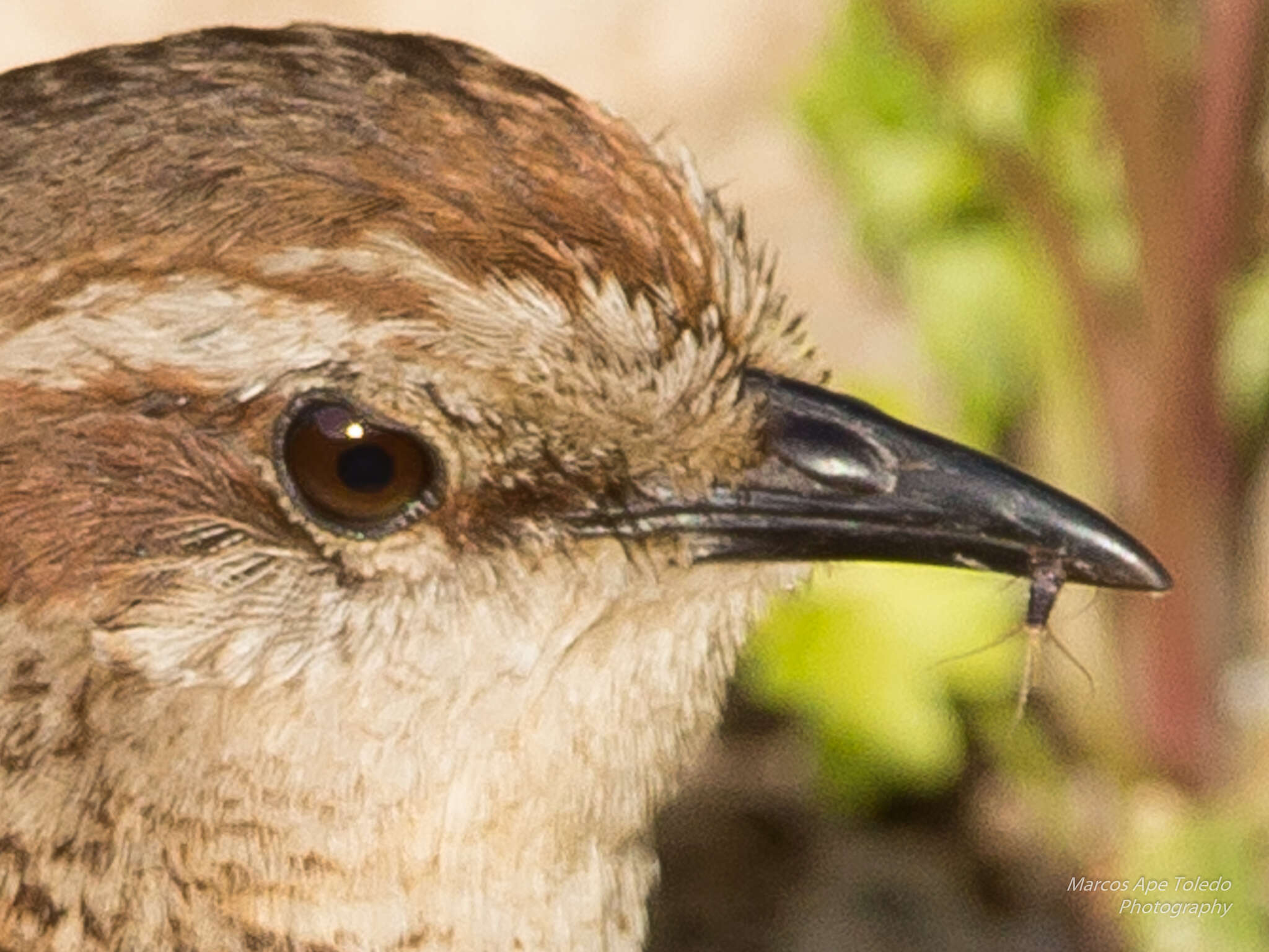 صورة Scelorchilus albicollis atacamae Hellmayr 1924