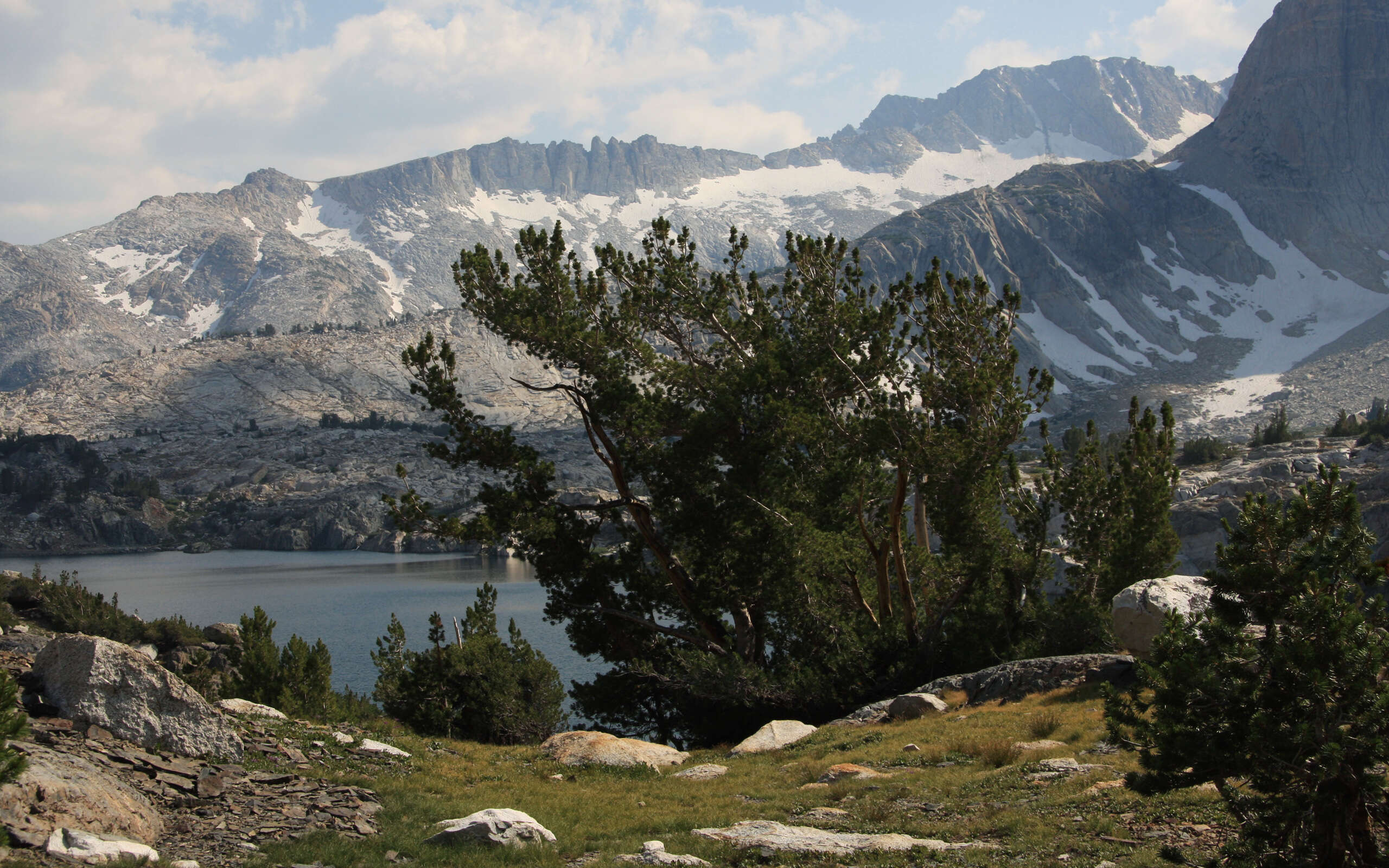 Image of whitebark pine