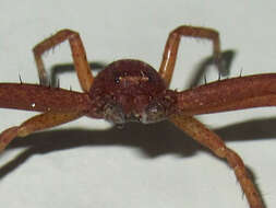 Image of Deadly Ground Crab Spider