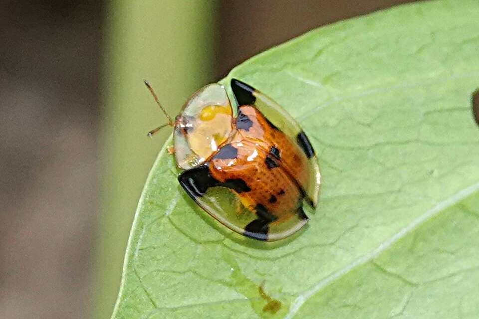 Image of Aspidimorpha (Aspidimorpha) punctum (Fabricius 1801)