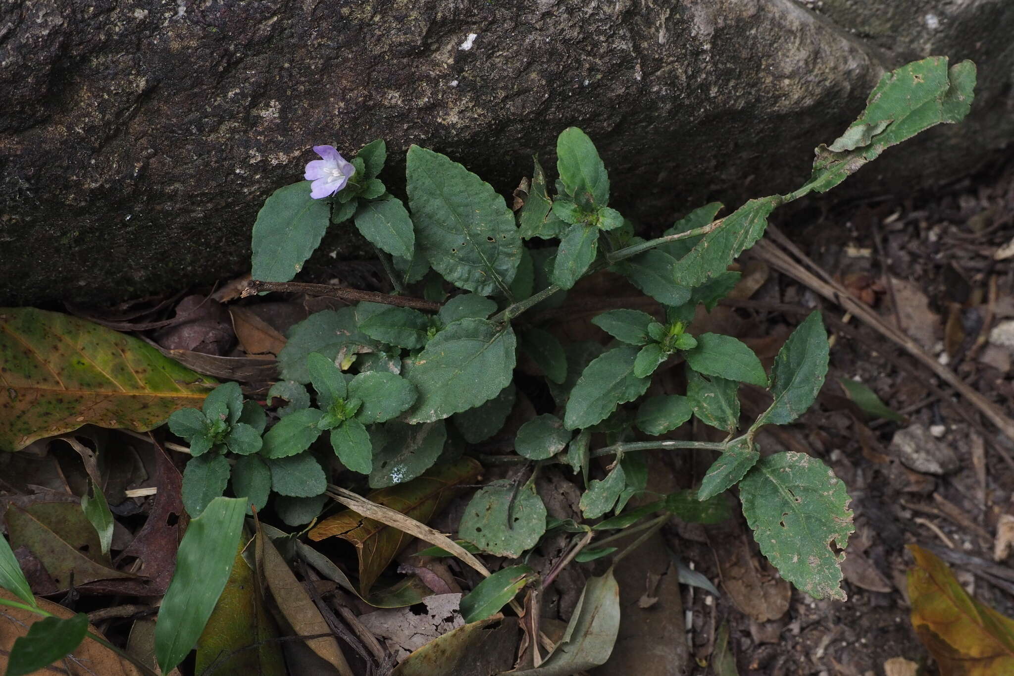 Strobilanthes tetraspermus Druce resmi