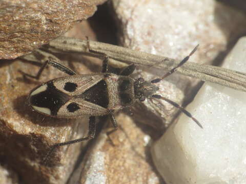 Image of Lasiocoris crassicornis (Lucas 1849)