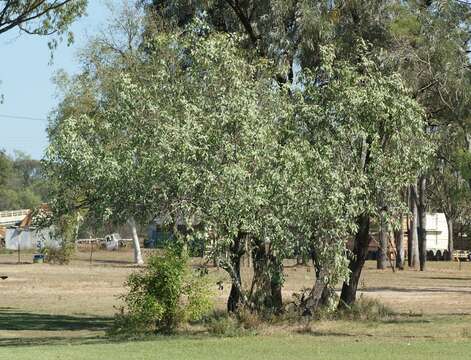 Image of Santalum lanceolatum R. Br.