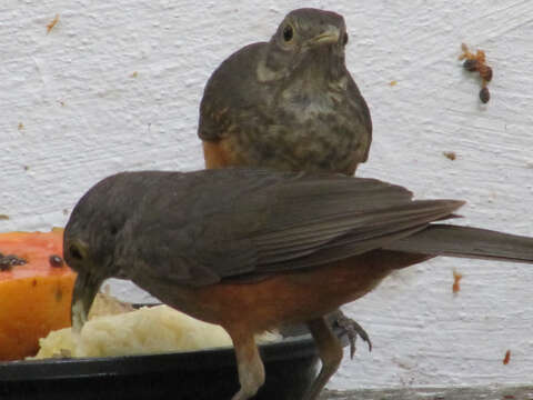 Image of Rufous-bellied Thrush