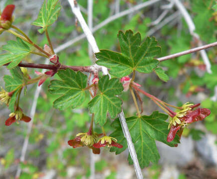 Image of Rocky Mountain maple