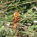 Image of Orobanche elatior subsp. elatior