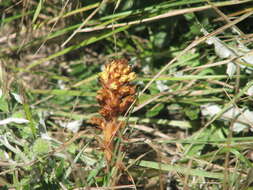 Imagem de Orobanche elatior subsp. elatior