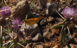 Image of Colias aurorina Herrich-Schäffer (1850)