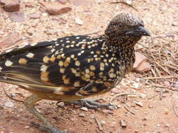 Image of Western Bowerbird