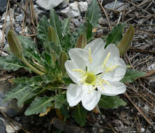 Image de Oenothera cespitosa Nutt.