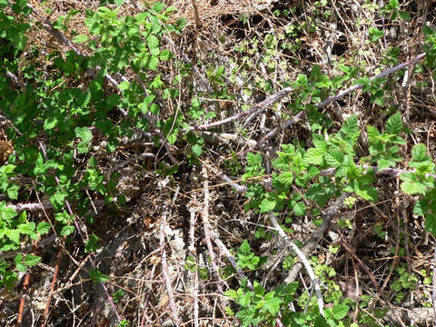 Image of White-Stem Raspberry