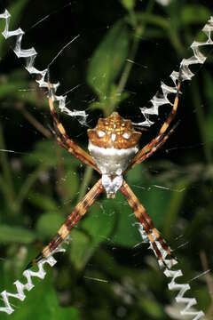 Image of Silver Argiope