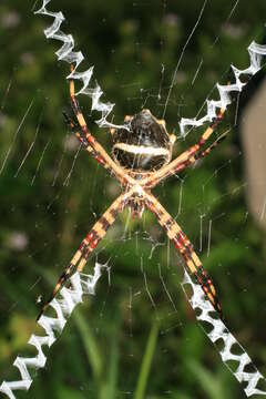 Image of Silver Argiope