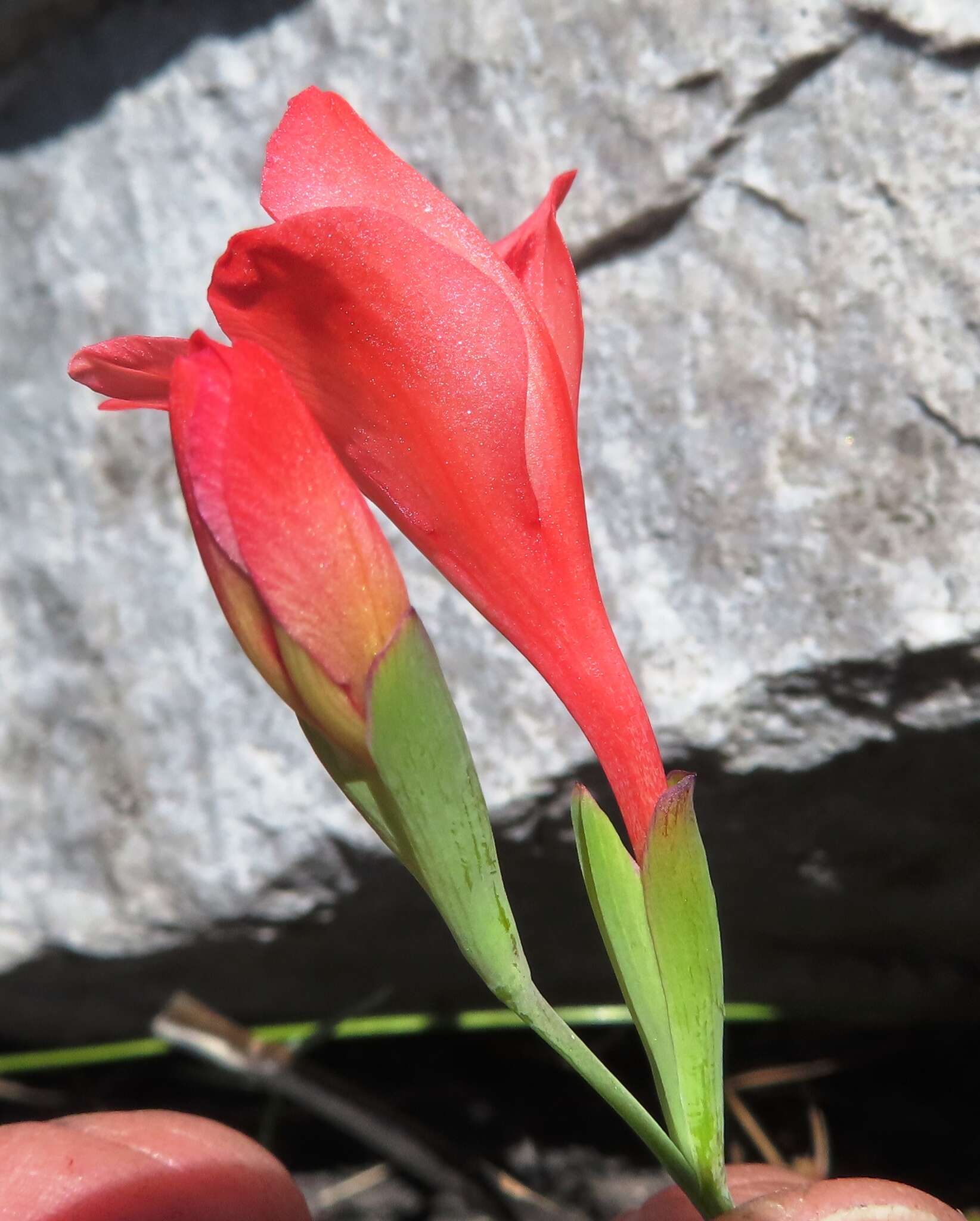 Image of Gladiolus oreocharis Schltr.