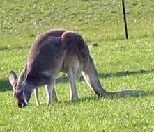 Image of red kangaroo