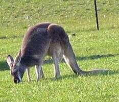 Image of red kangaroo