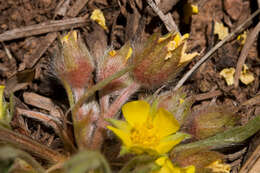 Image of elegant cinquefoil