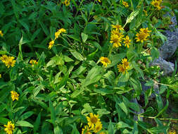 Image of Chamisso arnica