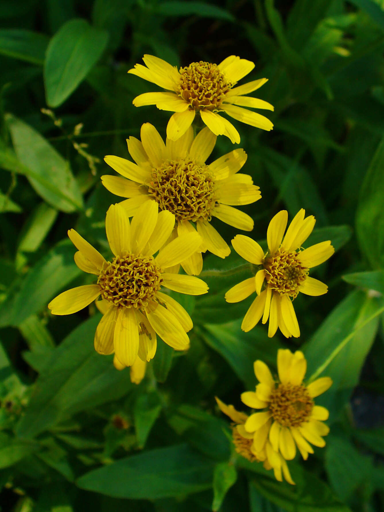 Arnica chamissonis Less. resmi