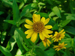 Arnica chamissonis Less. resmi