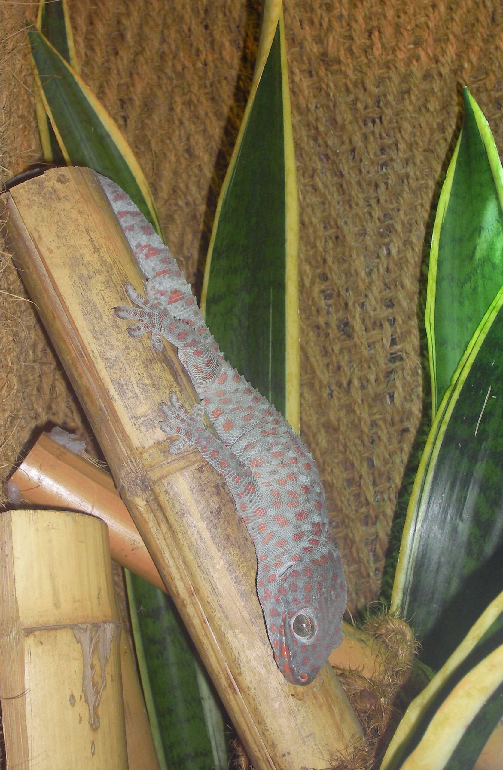 Image of Tokay Gecko