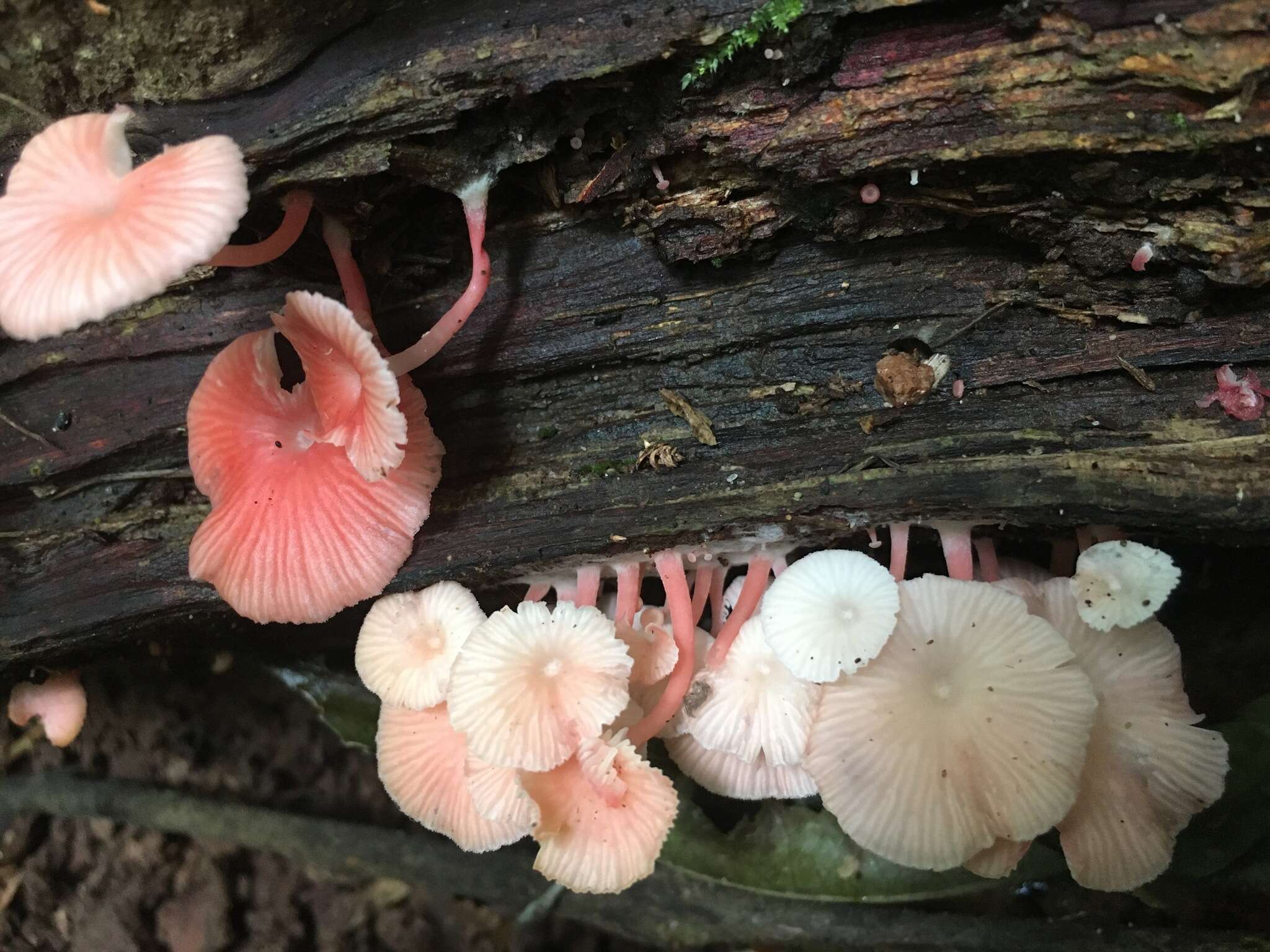 Sivun Mycena roseilignicola Corner 1994 kuva