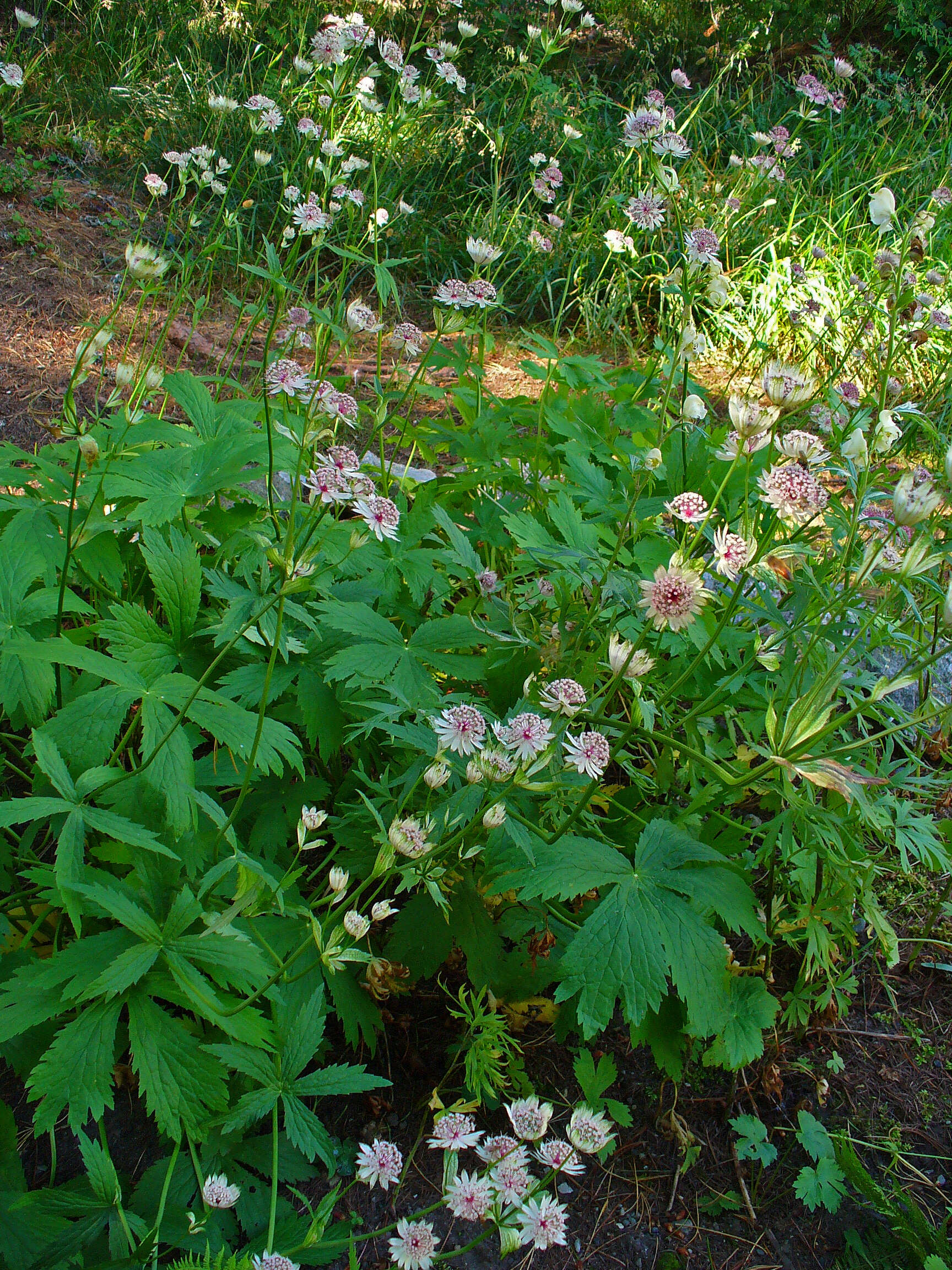 Imagem de Astrantia major L.