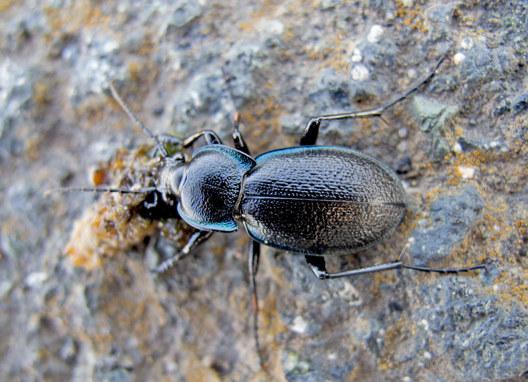 Image of Carabus (Archicarabus) wiedemanni wiedemanni Ménétriés 1836