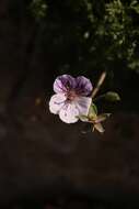 Sivun Erodium glandulosum (Cav.) Willd. kuva