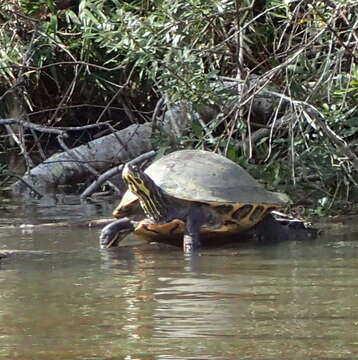 Image of Suwannee cooter