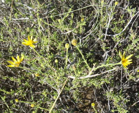 Image de Osteospermum leptolobum (Harv.) T. Norl.