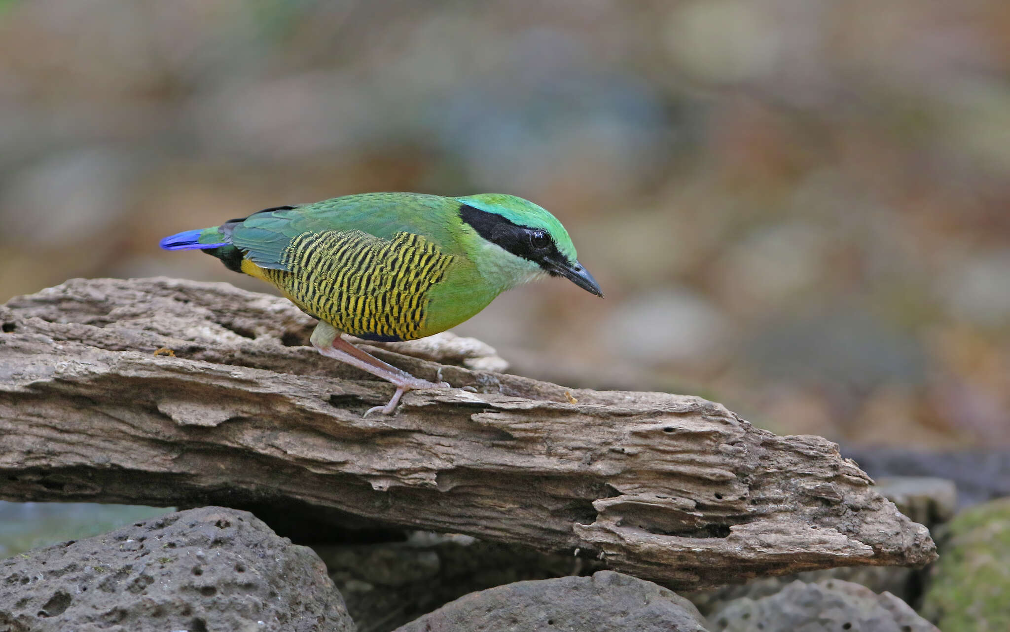 Image of Bar-bellied Pitta