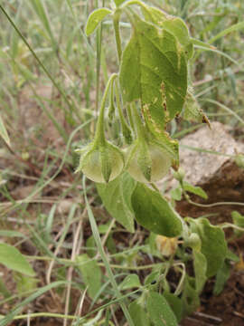 Plancia ëd Solanum adscendens Sendtn.