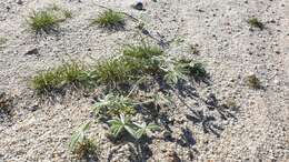 Image of purple desert lupine