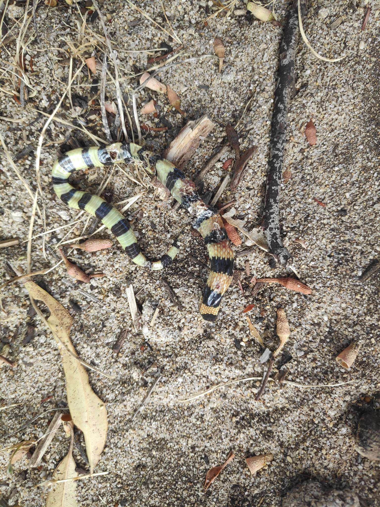 Image of Desert Banded Snake